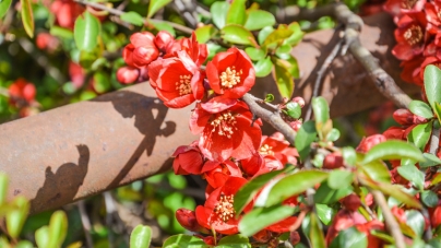 100 тисяч однорічних квітів Зеленбуд висадить цьогоріч у Житомирі (ФОТО)