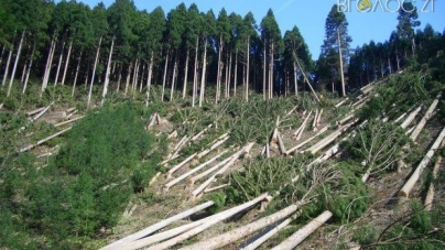 Майже 1,5 мільйона відшкодують державі за незаконну порубку лісу