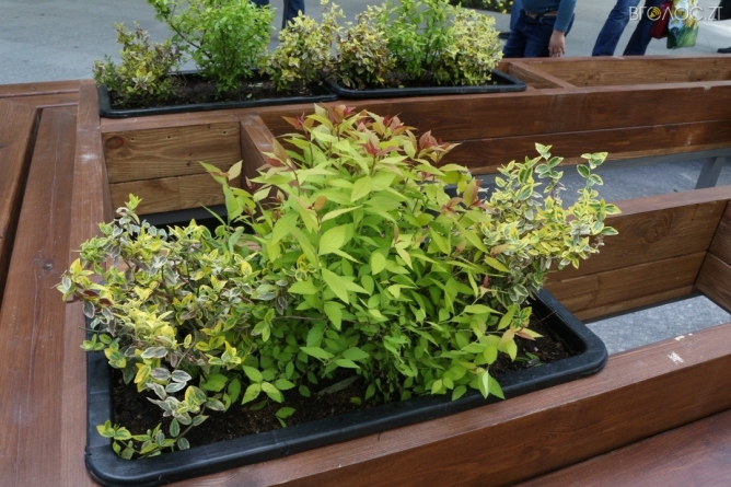 32 ящики із карликовими рослинами будуть прикрашати Михайлівську (ФОТО)