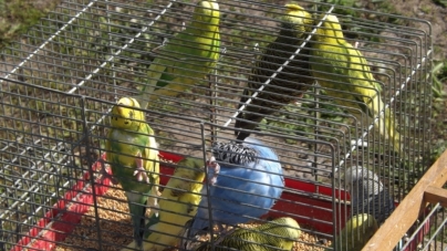 На виставку в агроуніверситет привезли фазанів, куріпок і папуг (ФОТО)