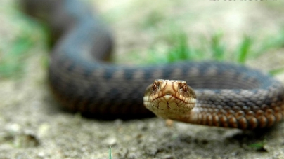 46-річного жителя Овруцького району під час збирання грибів вкусила отруйна змія