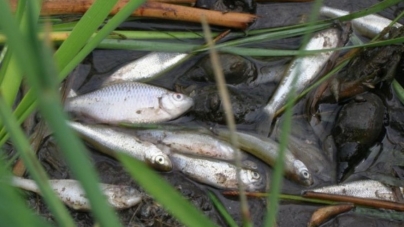 Спеціалісти розповіли, чому у Тетереві масово гине рибе