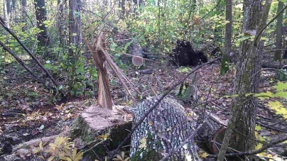 Стрілянина: 20 “чорних” лісорубів із закритими обличчями напали на лісову охорону