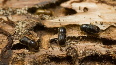 Рідкісні види рослин і тварин на Житомирщині зникнуть через жука-короїда, – науковці