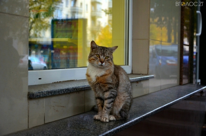 Петиція з проханням визнати бездомних котів «повноправними жителями міста» за 5 днів набрала необхідні “голоси”