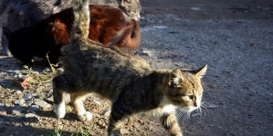 Житомирянка скаржиться на котів, собак та нерезультативність Центру захисту тварин
