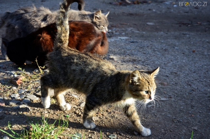 Житомиряни просять міську раду визнати бездомних котів «повноправними, вільними жителями міста»