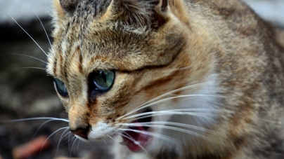 Наймиліші безпритульні котики – на вулицях Житомира (ФОТО)