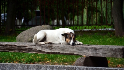 Найлюдяніші собаки – на вулицях Житомира (ФОТОРЕПОРТАЖ)