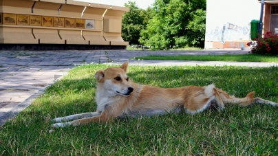 На Малікова у Житомирі облаштують майданчик для вигулу собак