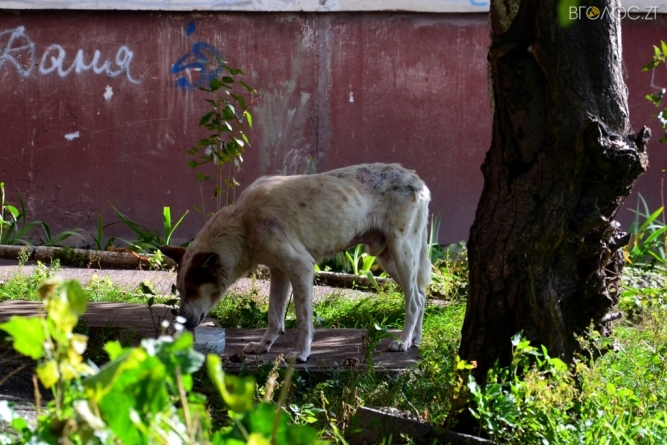 У міськраді Новограда-Волинського розповіли, скільки коштів торік витратили на безпритульних тварин