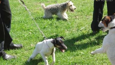 Де у Житомирі планують облаштувати 5 майданчиків для вигулу собак (АДРЕСИ)