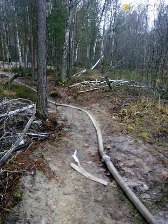 На півночі області лісова охорона “наполохала” бурштинокопачів: порушники втекли, не забравши обладнання