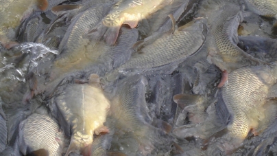 Житомирводоканал купив “живу” рибу на 300 тисяч