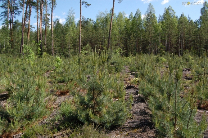 Понад 25 мільйонів дерев посадили лісівники області цієї весни