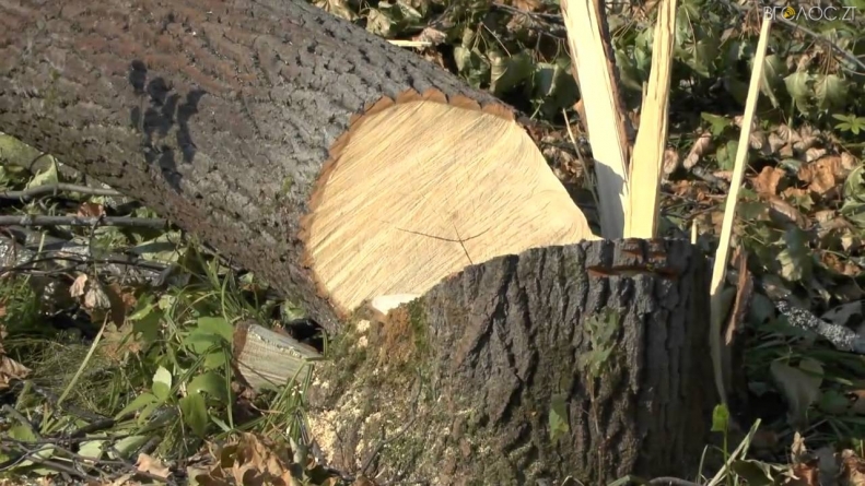 “Укрзалізницю” змусили сплатити понад півмільйона двом сільрадам на Житомирщині за незаконну вирубку дерев