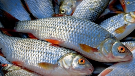 «Житомирводоканал» нарешті придбає рибу для відновлення екосистеми річки Тетерів