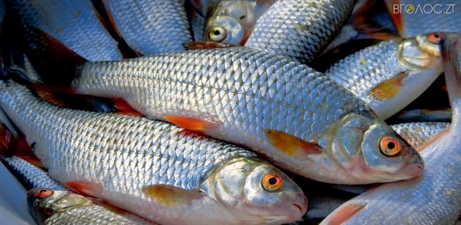 «Житомирводоканал» знову закупить рибу замість знищеної аварією на КНС