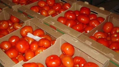 20 тонн турецьких томатів повернули до країни-імпортера.  У них виявили небезпечного шкідника
