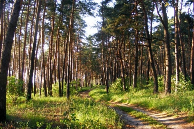 Повідомлення про те, що на Житомирщині згоріло 100 гектарів лісу – не відповідає дійсності