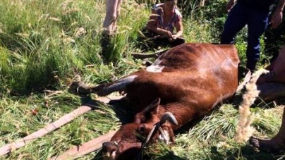 На Житомирщині корову, яка зірвалася з обриву і впала в річку, діставали 9 чоловіків