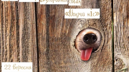 Мокрий ніс: у Житомирі відбудеться перша виставка безпородних собак