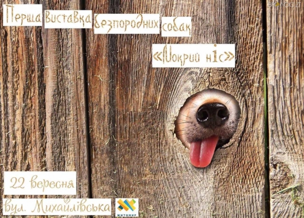 Мокрий ніс: у Житомирі відбудеться перша виставка безпородних собак