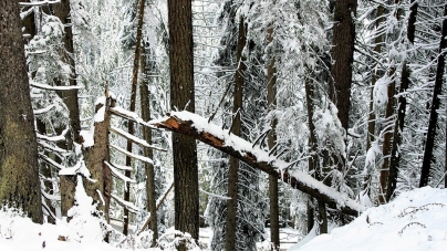 На Житомирщині під час різки деревини загинув працівник лісгоспу