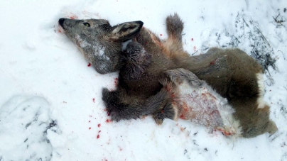 У Коростишівському районі затримали браконьєрів, які вбили козулю