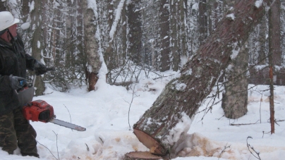 На Житомирщині під час валки дерева у лісі загинув селянин