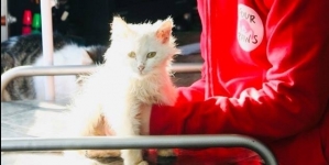 У Житомирі декілька днів безкоштовно стерилізуватимуть безпритульних котів