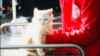 У Житомирі декілька днів безкоштовно стерилізуватимуть безпритульних котів