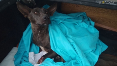 У Новограді собаку, яка вижила на вулиці з відрубаними лапами, усипили лікарі