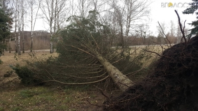 Пориви вітру у Житомирі повиривали десятки дерев у центрі міста