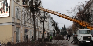 На Михайлівській біля житомирської мерії облагороджують дерева