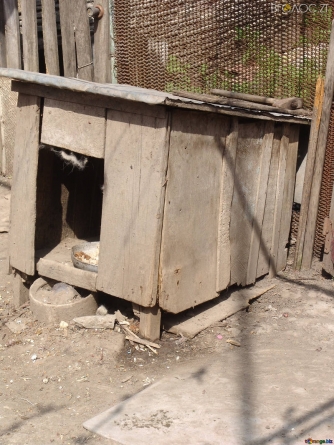 На Житомирщині поки поліція шукала 9-річного хлопчика, він спав у собачій будці
