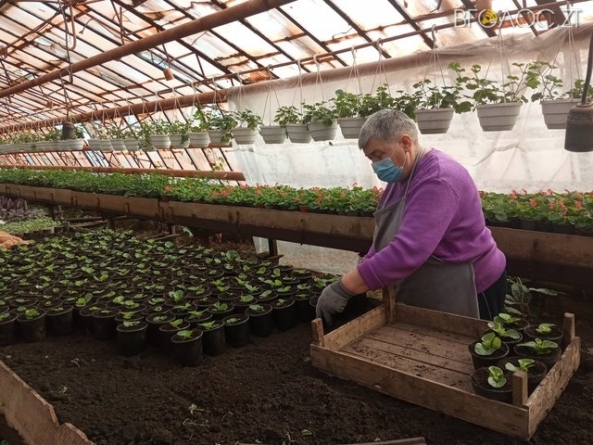 «Зеленбуд» планує висадити у Житомирі 75 тисяч квітів