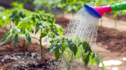 Житомирянам не нараховуватимуть плату за полив городини у липні