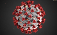 Кількість хворих на коронавірус на Житомирщині знову зросла