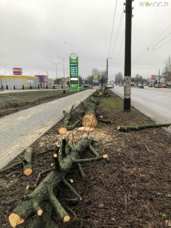 Житомирська АЗС на проспекті Незалежності самовільно зрізала дерева