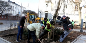 У житомирському сквері на Театральній комунальники висадили нові дерева (ФОТО)