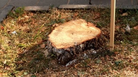 За зрізані дерева замість 400 тисяч до бюджету Житомира надійшло лише 52