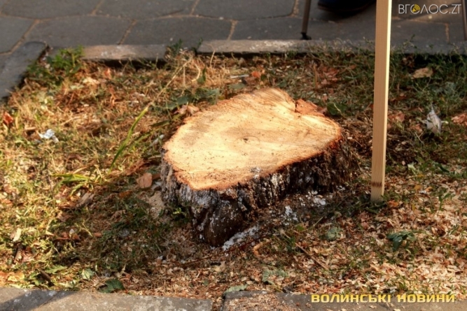 За зрізані дерева замість 400 тисяч до бюджету Житомира надійшло лише 52