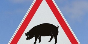 У підсобному господарстві виправної колонії Житомира виявили африканську чуму свиней