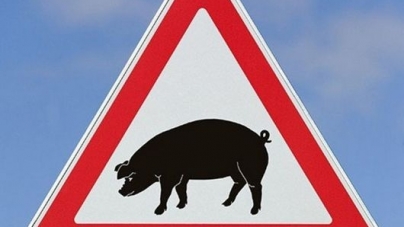 У підсобному господарстві виправної колонії Житомира виявили африканську чуму свиней