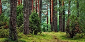 Звягельська міська рада привласнила понад 150 га землі лісового фонду, ‒ прокуратура