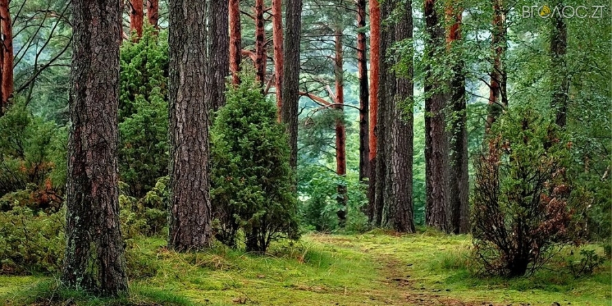 Звягельська міська рада привласнила понад 150 га землі лісового фонду, ‒ прокуратура