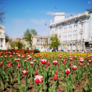 Житомирські комунальники висадили у місті 5 тисяч тюльпанів
