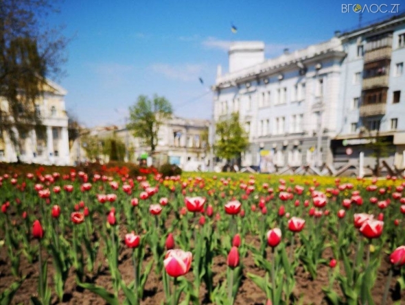 Житомирські комунальники висадили у місті 5 тисяч тюльпанів