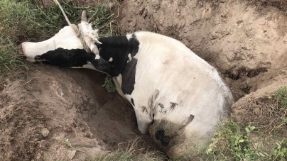 У Житомирському районі рятувальники витягли корову, яка потрапила в торфову яму